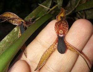 Maxillaria cucullata