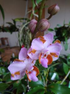 Phalaenopsis pulcherrima