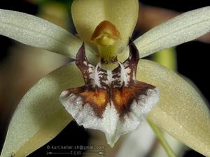 Coelogyne lentiginosa