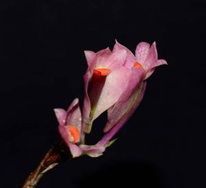 Dendrobium vexillarius