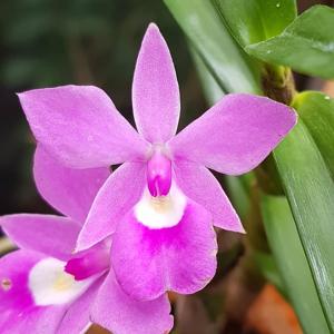 Dimerandra emarginata