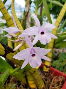 Laelia rubescens