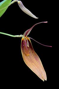 Restrepia antennifera