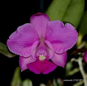 Cattleya walkeriana