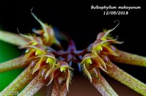 Bulbophyllum makoyanum