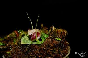 Corybas pictus