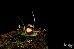 Corybas pictus