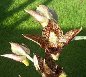 Catasetum schmidtianum