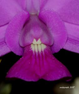 Cattleya walkeriana