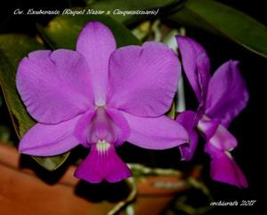 Cattleya walkeriana