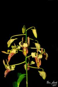 Dendrobium stockelbuschii