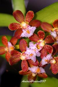 Gastrochilus acutifolius