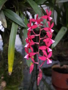 Oncidium vulcanicum