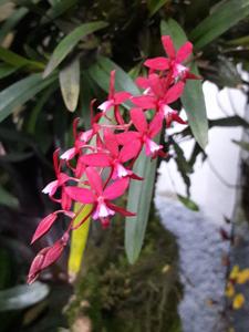 Oncidium vulcanicum