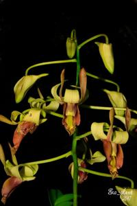 Dendrobium stockelbuschii