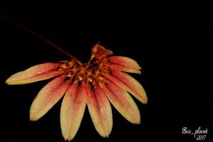 Bulbophyllum lepidum