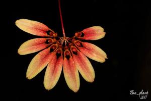 Bulbophyllum lepidum