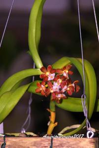 Gastrochilus acutifolius