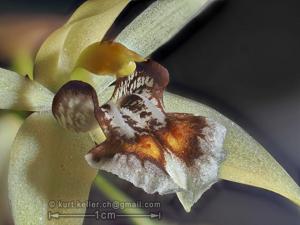 Coelogyne lentiginosa