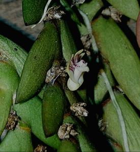 Dendrobium indivisum