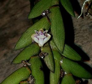 Dendrobium indivisum