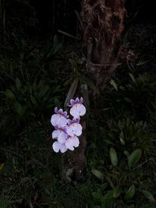 Miltoniopsis vexillaria