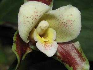 Lycaste powellii