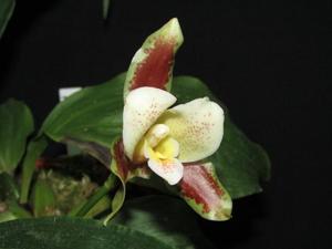 Lycaste powellii