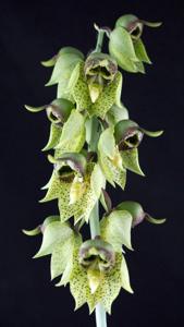 Catasetum sanguineum