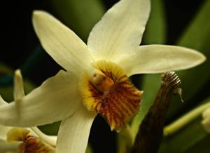 Dendrobium heterocarpum