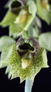 Catasetum sanguineum