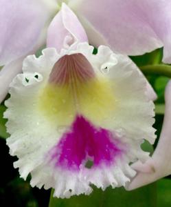 Cattleya trianae