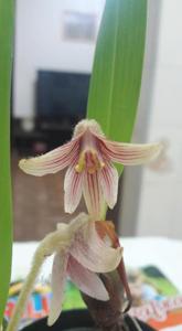 Campanulorchis globifera