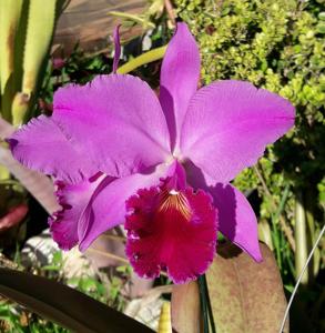 Cattleya labiata