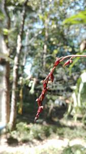Bulbophyllum dissitiflorum