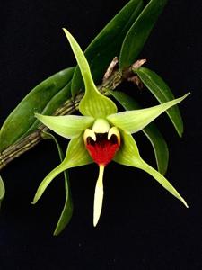 Dendrobium tobaense