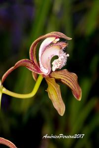 Cymbidium tracyanum