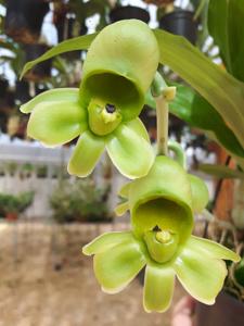 Catasetum expansum