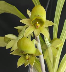 Catasetum fuchsii