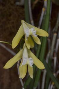 Dendrobium bowmanii