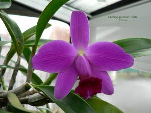 Cattleya pumila