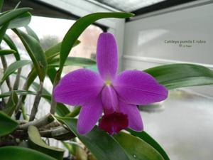 Cattleya pumila