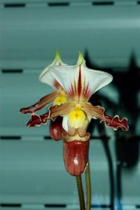 Paphiopedilum tranlienianum