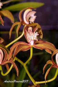 Cymbidium tracyanum