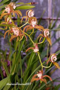 Cymbidium tracyanum