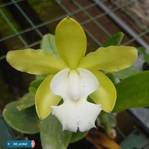 Cattleya aclandiae