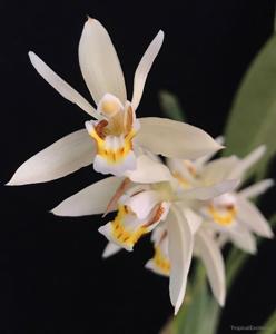 Coelogyne flaccida