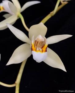 Coelogyne flaccida