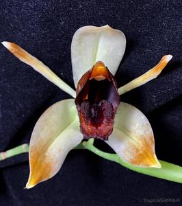 Coelogyne usitana