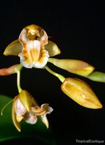 Coelogyne longipes
